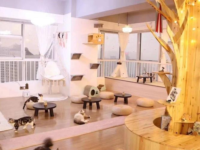 静夜思 | 喧嚣中的治愈小店——猫咖