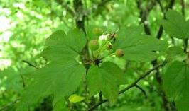 begonia summoglabra)为秋海棠科秋海棠属的植物,为中国的特有植物