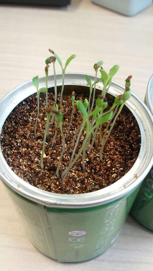 食虫草的成长日记