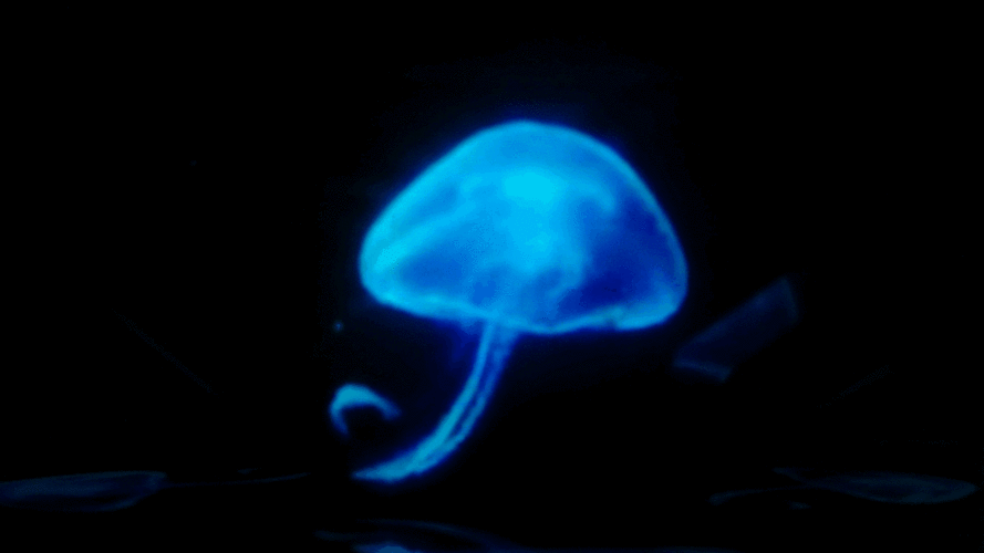 你的荣耀9其实也能玩全息投影