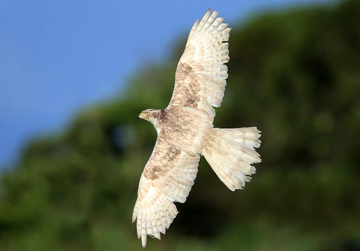 西伯利亚白苍鹰