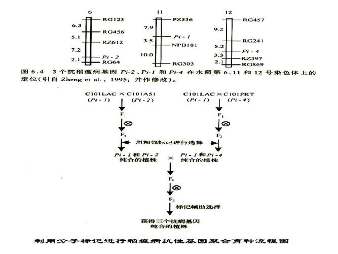 第16章 分子标记辅助选择育种ppt