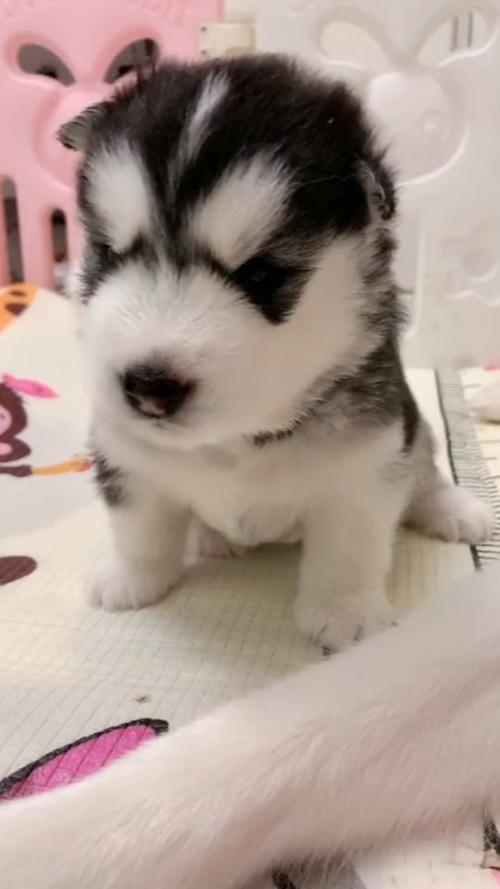 萌萌宠物#当小二哈被吓到时的反应-度小视