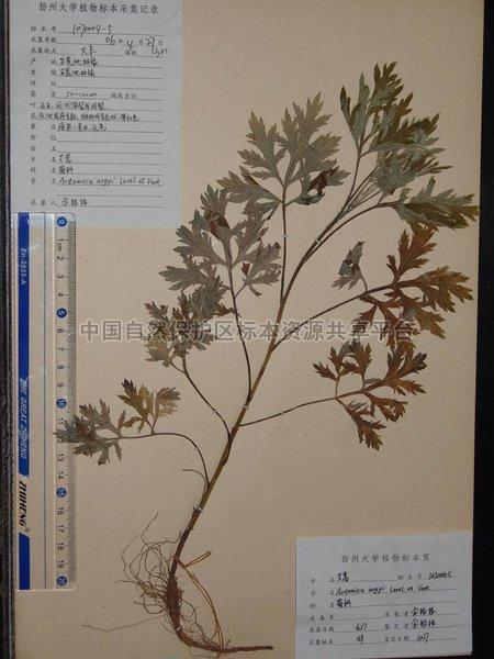 国家级珍禽自然保护区 标本馆代码: 种名(中): 艾蒿 种名(拉): argyi