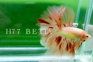 斗鱼活鱼泰国赛级