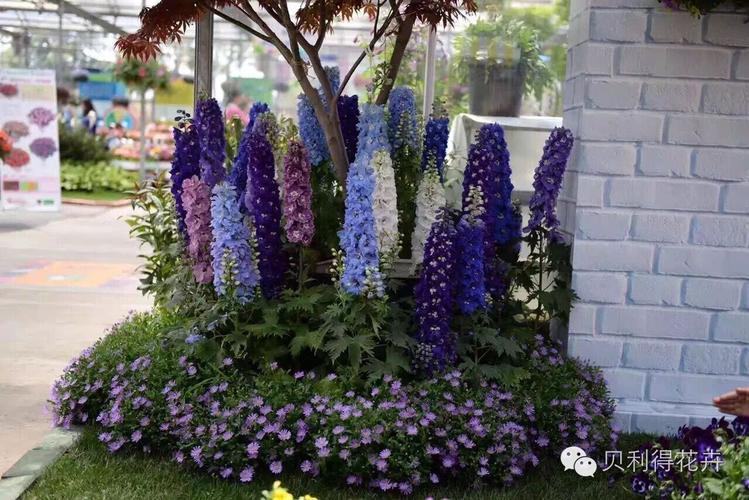 宿根花卉品种推广及应用