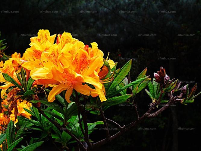 羊踯躅图片_开花的羊踯躅图片大全 - 花卉网