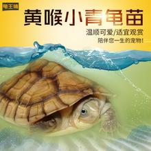 2017年黄喉拟水龟北种纯三黄小青乌龟活体全品无错甲包顺丰空运