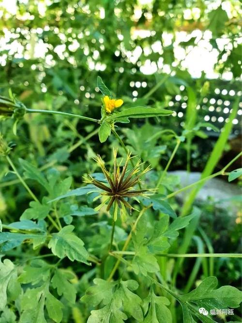 一日一花|鬼针草