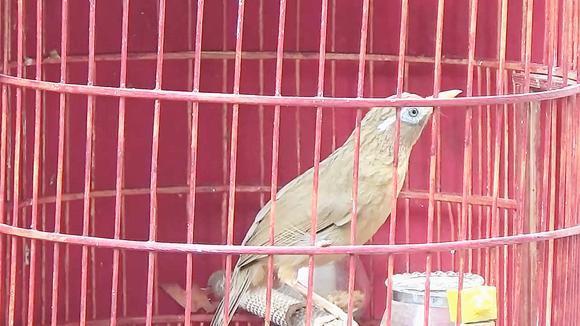 果然还是原毛母画眉鸟适合引叫,这叫声太清脆了,越听越好听!