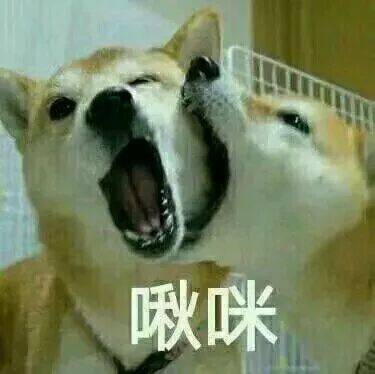 一条全是狗的表情包合集!狗狗:该我上场表演了!
