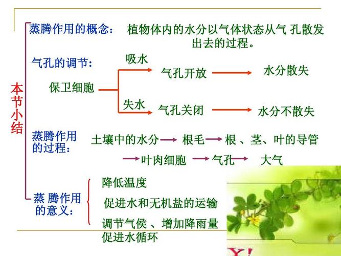 蒸腾作用 课件ppt