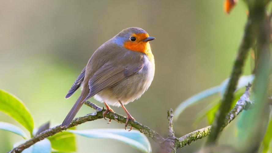 知更鸟图片大全大图-动物壁纸-高清动物图片-第14图