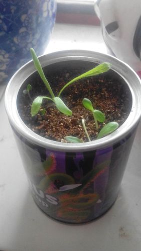 我买了一瓶捕蝇草种子,种出来是这种,到底是不是真的啊?