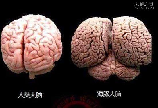 因为人类的大脑已经成为了地面