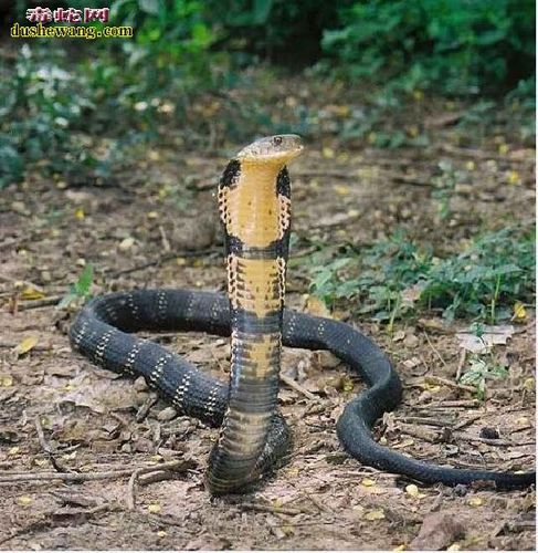 眼镜王蛇霸气的直立期头来眼镜王蛇直立期前半身就是准备攻击的节奏