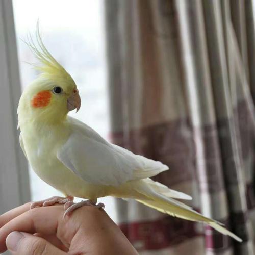 鸟活体鹦鹉活宠物鸟体虎皮黄化情侣鹦鹉云斑鹦鹉鸟粮玄凤活体商品详细