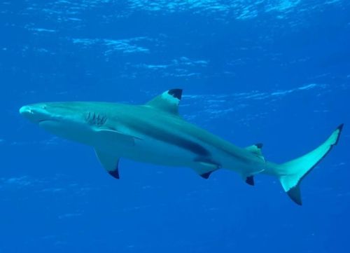 黑鳍鲨