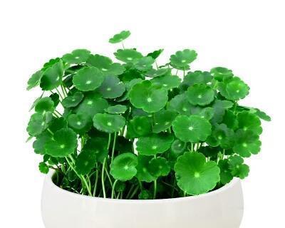 快枯死的铜钱草千万要注意一招就能起死回生