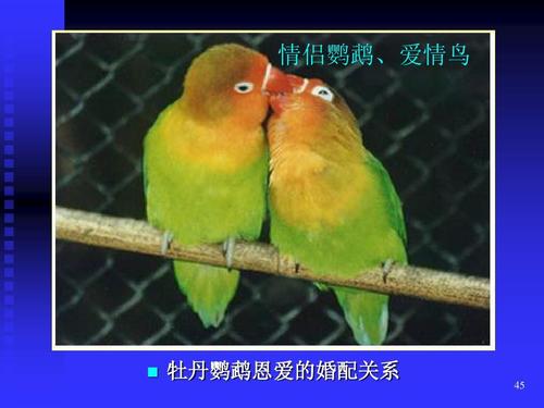 情侣鹦鹉,爱情鸟 牡丹鹦鹉恩爱的婚配关系 45