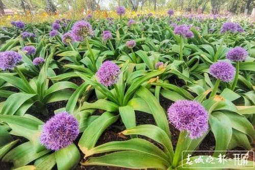 共将展出5000盆金鱼草,4000盆叶子花,6000株大花葱,5000盆绣球以及
