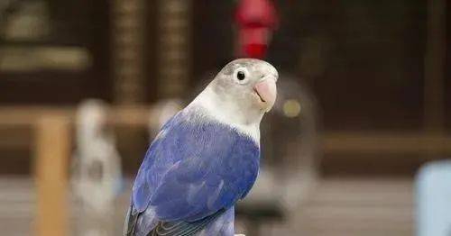 什么叫紫罗兰牡丹鹦鹉?它是怎么回事?