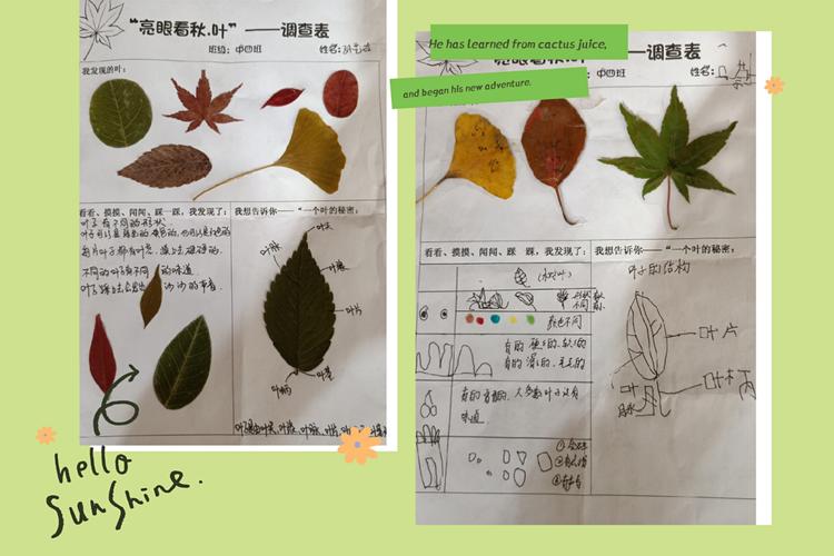 回收调查表后,通过调查表可以了解孩子们对于树叶的兴趣,追随孩子的