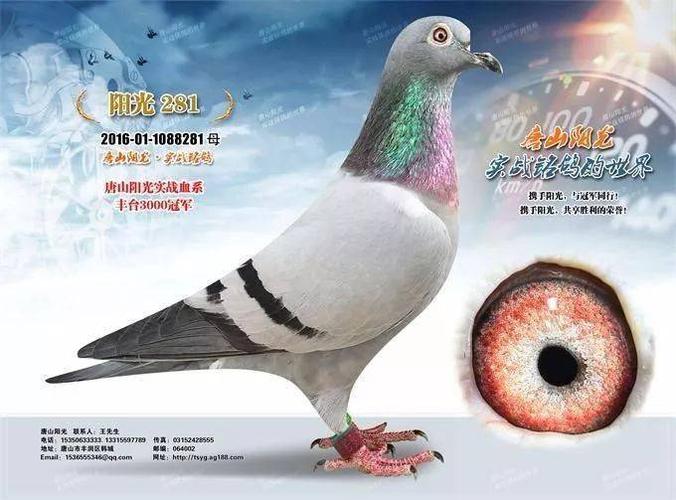 唐山阳光鸽舍超级种雄,就是这羽鸽王7位!