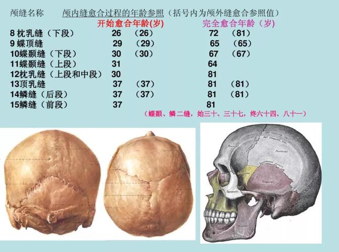 从这两张图可以看出,我们的颅骨骨缝随着年龄增加, 只会慢慢闭合,直到