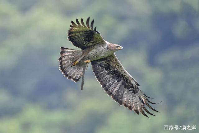 雄鹰捕猎与育雏,霸气十足的空中之王