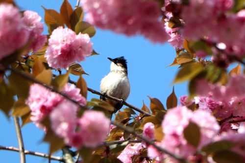 图说新闻: 贵州黔西:四月春光无限好