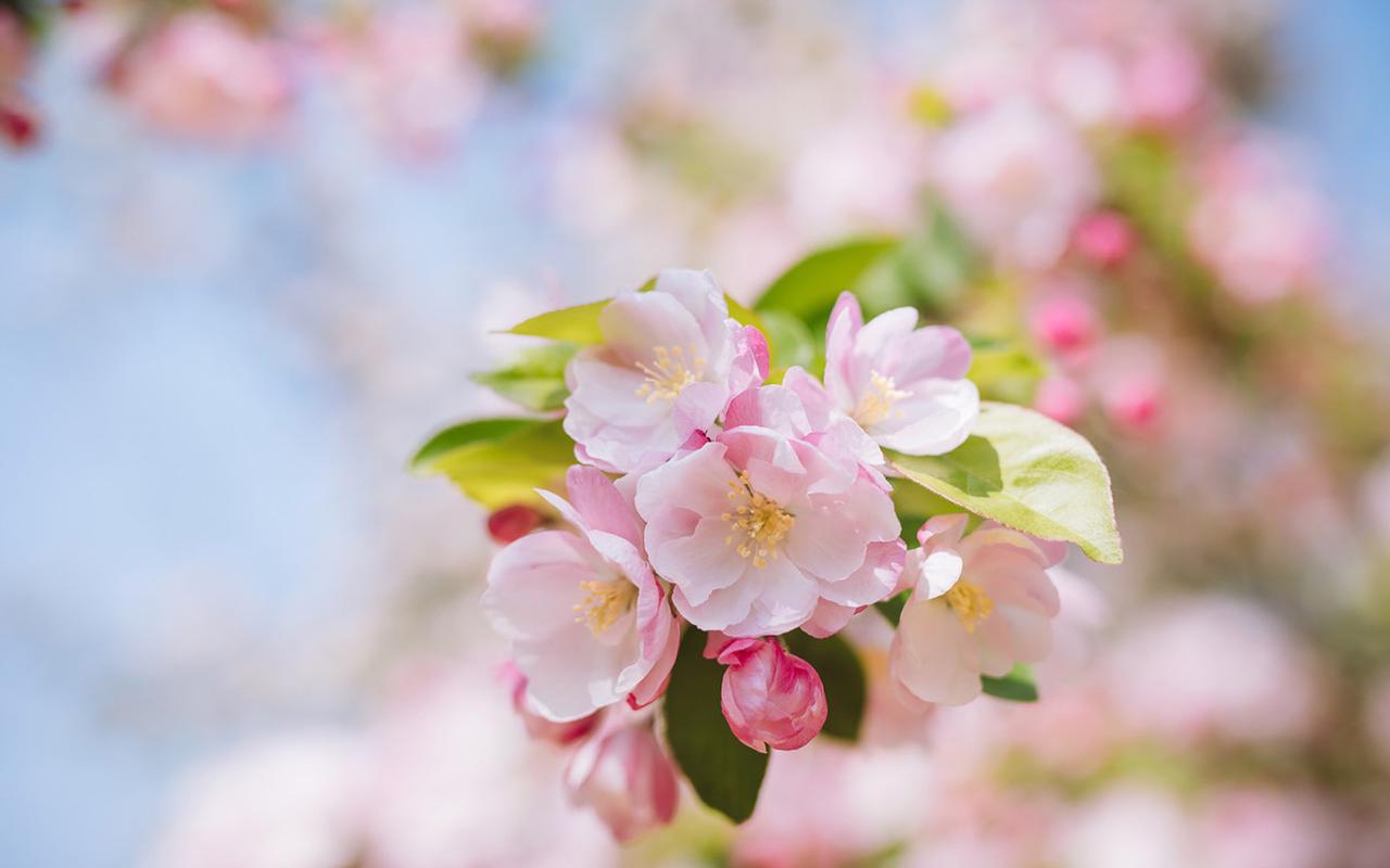 植物壁纸,唯美,花卉,植物,高清,清新,摄影,微距,粉嫩,壁纸,1920x1200