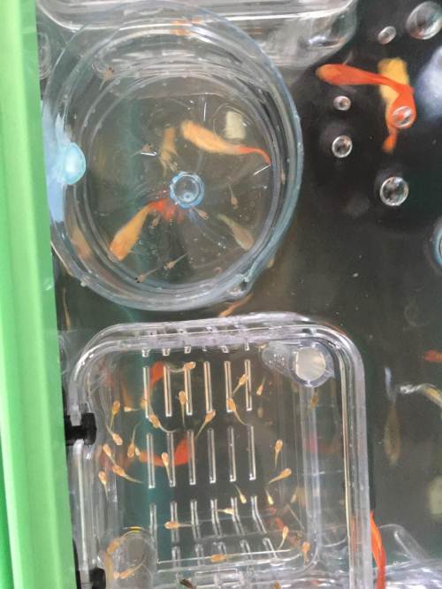 孔雀鱼可繁殖一月一次