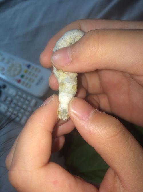 求分蚕宝宝公母