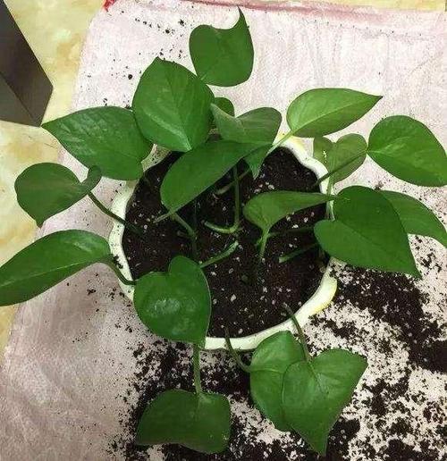 所以这种植物科属的本质能够更好的帮助绿萝生长,再加上松针和土壤