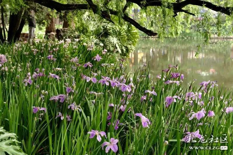 花期可持续到五一节西华公园近5万株鸢尾花迎客