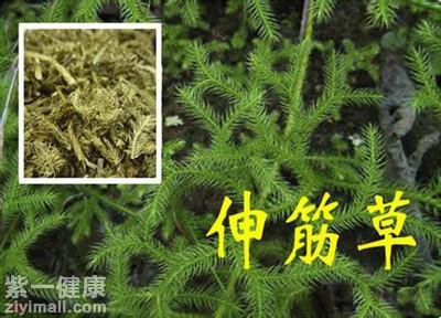 伸筋草泡水喝的功效 这些功效告诉你伸筋草用处大
