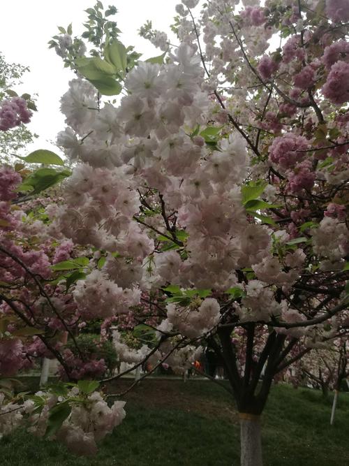 樱花——蔷薇目蔷薇科樱属樱花