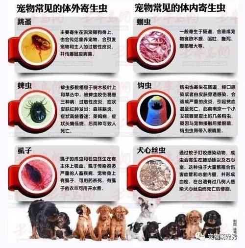 狗狗有寄生虫的10大症状宠物应该多久体内体外驱虫一次
