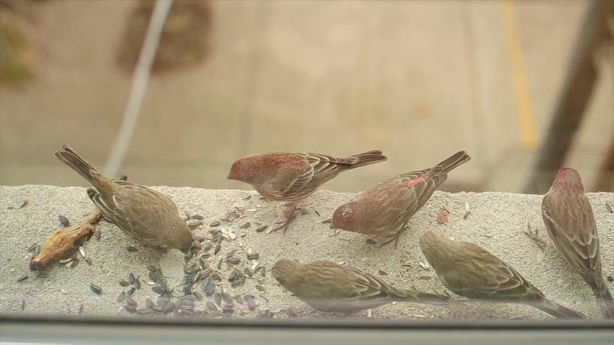 窗台边上啄食吃的麻雀