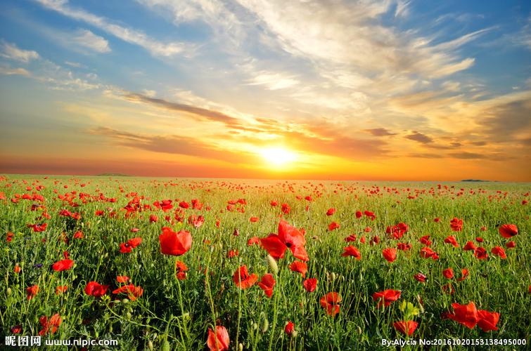 夕阳下的花海图图片