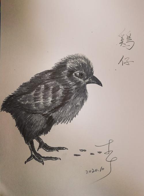习画(269)～鸡1小鸡(铅笔素描)
