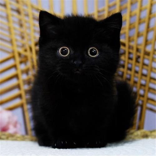 纯种黑猫幼崽孟买猫招财辟邪短毛活体宠物英短黑煤球纯黑活物猫咪