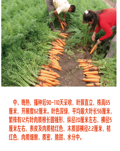 有机胡萝卜种子农家 高产 秋季 蔬菜种子 四季播包邮