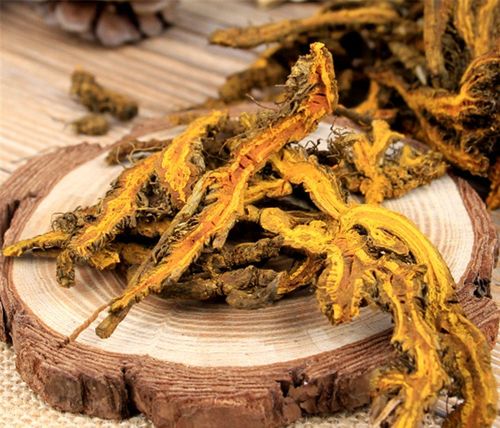 黄连的功效与作用清热泻火效果好但这些人慎用