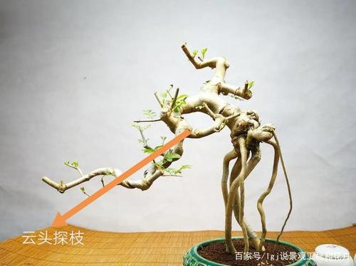 2千字长文,4步揭晓云头雨脚盆景要领,轻松拥有自然风光