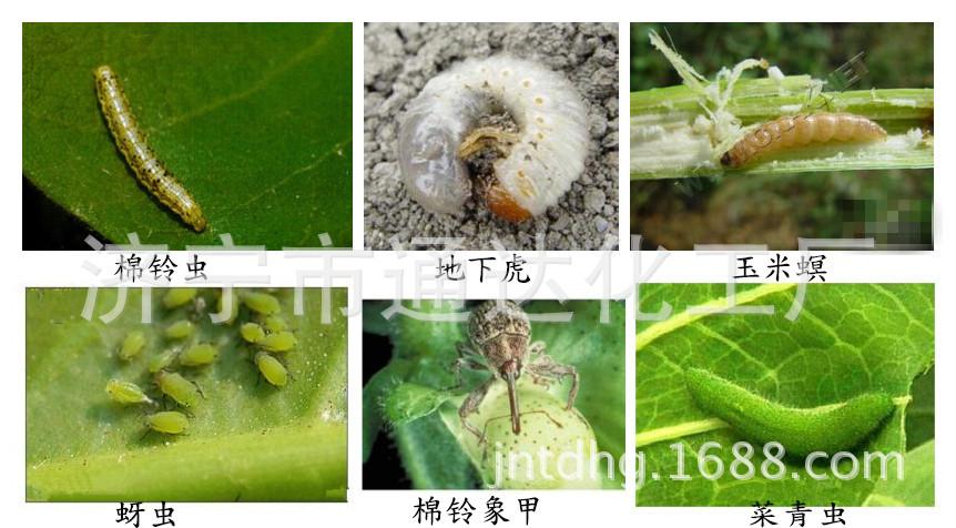 5高效氯氟氰菊酯 快速长效 防治地下害虫