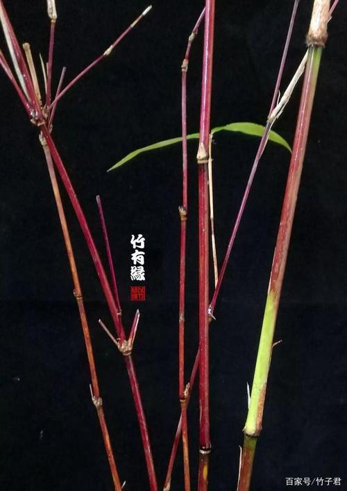 被丘比特选中的竹子
