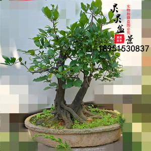 老鸭市树桩金丹子盆景树桩盆景金单子盆景金弹子盆景树桩古桩老桩