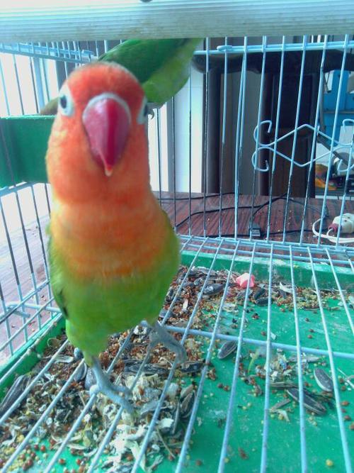 这个年龄能生殖吗? 请问这两只牡丹鹦鹉分别多大了?高手来.